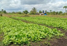 Cuaca Ekstrem, Panen Petani di Jalan Kurnia Merosot
