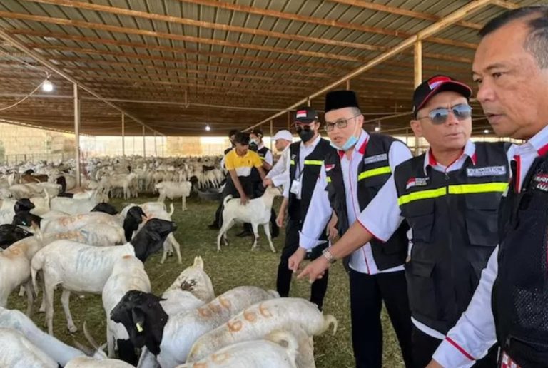 Peternak Ungkap Dam Haji 2025 Sudah Dilaksanakan di Dalam Negeri, Meski Belum Final Soal Fatwa
