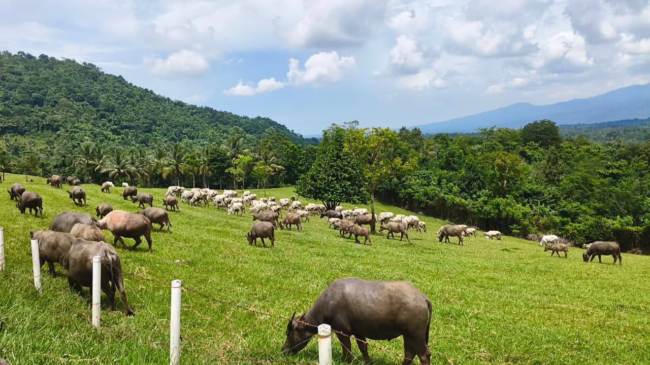 Ranch Bukit Waru Wangi