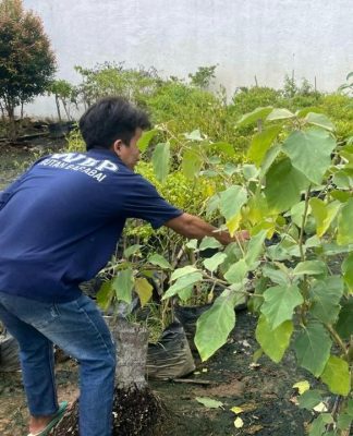 Rutan Barabai Panen Melimpah: Warga Binaan Cetak Hasil Kebun SAE Ikut Jaga Ketahanan Pangan Nasional!