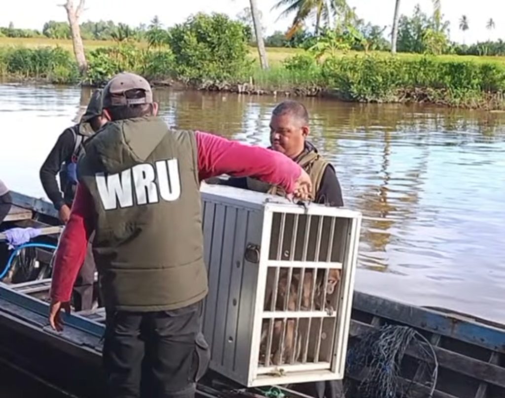 Monyet Liar Serang Warga di 3 Desa di Kabupaten Banjar