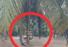 Viral 4 Warga Bergantung di Atas Pohon Saat Banjir Landa Bireuen