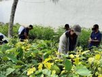 Panen Melimpah! Rutan Barabai Sukses Kembangkan Kebun SAE, Dukung Ketahanan Pangan Nasional