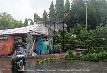 Cuaca Ekstrem, DPRKPLH Tanah Laut Siaga Penuh Tangani Pohon Tumbang di Lapangan Tugu