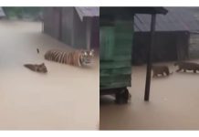 Heboh Video Kemunculan Harimau Besar di Tengah Banjir Bandang Sibolga Diduga AI