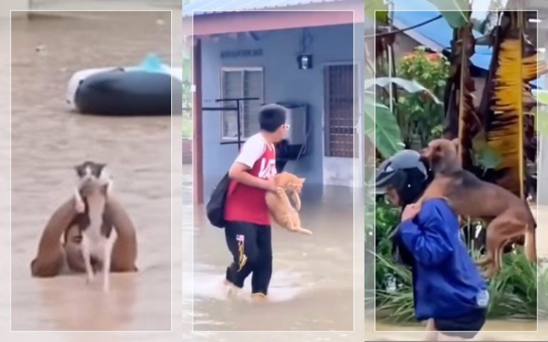 Warga Selamatkan Hewan Peliharaan saat Banjir-Longsor Terjang Sumatra Utara, 174 Orang Tewas
