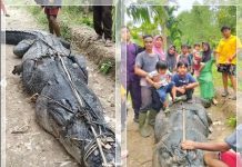 Buaya Raksasa 7 Meter Muncul Dipermukiman, Warga dan BKSDA Riau Tangkap Hidup-hidup Hewan 1 Ton