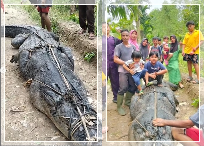 buaya raksasa3