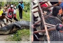 GEGER! Buaya Raksasa Inhil Mati Setelah 20 Hari Dipenangkaran, Perut Dibedah Isinya Bikin Syok: TV, Pisau, hingga Mata Tombak