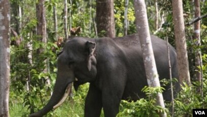 gajah2