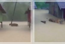 VIRAL! Video Dua Harimau Masuk Permukiman, Warga Panik, Diduga Akibat Hutan Rusak &amp; Banjir!