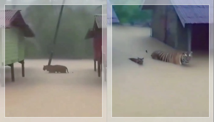 harimau2
