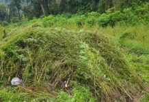 Gila! Ada Ladang Ganja Raksasa 51,75 Hektare di Aceh! Bareskrim Polri Sebut 26 Titik Telah Dibongkar