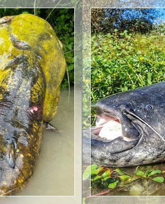 GEGER! Deretan Lele Raksasa Sebesar Sapi yang Bikin Pemancing Syok, Catat Rekor Baru Dunia