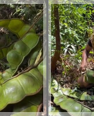 VIRAL! “Petai Raksasa” dari Kalimantan! Panjang Capai 1 Meter, Ternyata Tak Bisa Dimakan Mentah!