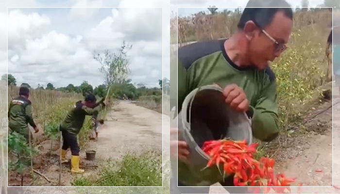 petani cabai marah3