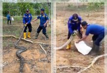 Ular Piton 4 Meter Hebohkan Banjarbaru! Damkar Turun Tangan Evakuasi dari Embung Guntung Upih
