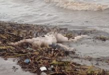 BREAKING NEWS Penemuan Mayat di Tepi Pantai Tabanio