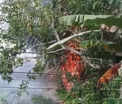 Pohon Enau di HSS Terbakar Akibat Sambaran Petir