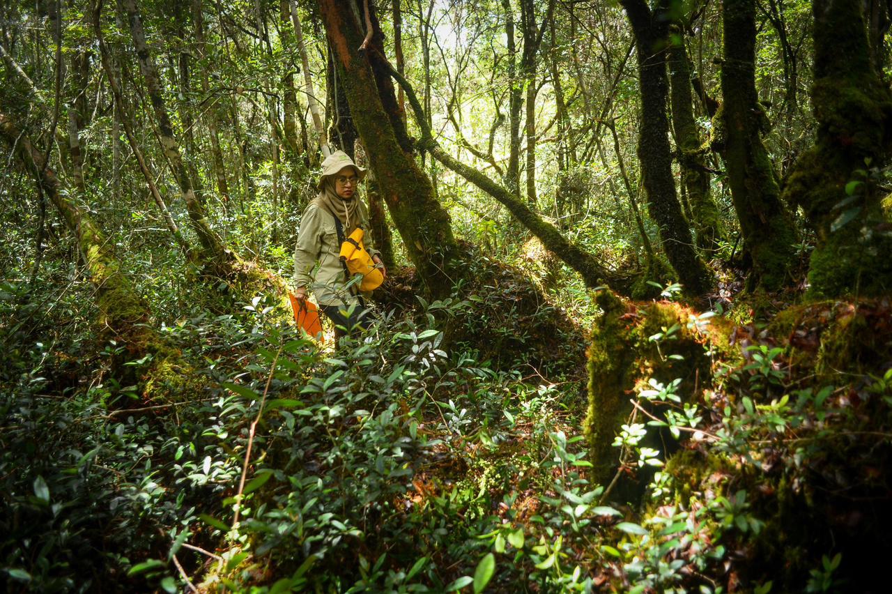 Hutan