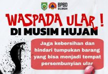 Waspada! Curah Hujan Tinggi Buat Ular Muncul ke Permukaan, ini Imbauan BPBD Balangan