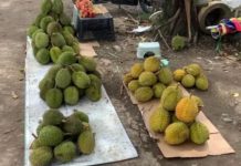 Musim Durian di Tabalong, Harga Mulai Rp 20 Ribu