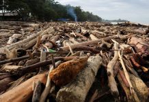 Kasus Kayu Gelondongan di Sumatera Naik Penyidikan, Bareskrim Periksa 17 Saksi