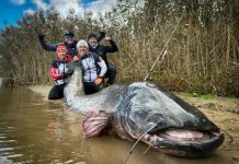 GEMPAR! Lele Raksasa Nyaris 3 Meter Berhasil Ditangkap di Sungai Po, Pecahkan Rekor Dunia Baru