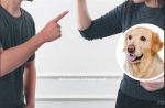 INGAT! Mulai 2 Januari 2026 Memaki Teman “Anjing” atau “Babi” Bisa Dipenjara 6 Bulan, Begini Penjelasannya
