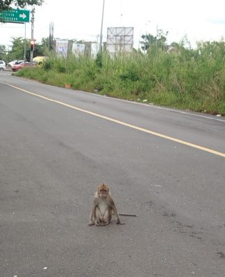 Seekor Monyet Berkeliaran di Jalan A. Yani Arah Terminal Gambut Barakat