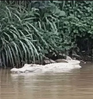 Buaya Putih Muncul di Sungai Way Sekampung, Warga Lampung Geger, Juru Kunci Jadi Saksi Kunci!