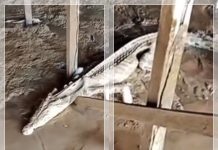 Penampakan Buaya Kurus Kering Bikin Warga Berau Heboh, Video Ungkap Kondisi Predator di Tepi Sungai