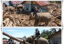 LANGKA! 4 Gajah Perkasa Turun ke Lokasi Banjir Pidie Jaya, Bantu Bersihkan Puing hingga Pulihkan Trauma Anak-Anak