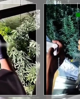 TERBONGKAR! Rumah Kontrakan di Jombang Disulap Jadi "Greenhouse Ganja", Polisi Temukan 110 Batang