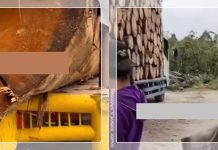 Video Penebang Kayu “Ngejek” Usai Banjir Besar! Log Raksasa Diangkut, Netizen Sumut: Kita butuh sosok Kim Jong Un!