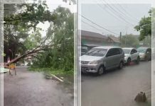 Cuaca Ekstrem Sebabkan Pohon Besar Tumbang, Akses Dharma Praja Banjarmasin Masih Terkendala