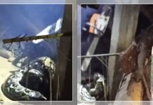 NGERI! Ular Sanca Melilit Kap Mobil Pick Up di Jalan Trans Kalimantan, Netizen: “Penumpang Gelap!”