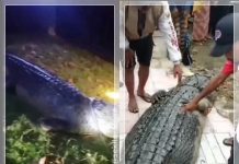TRAGIS! Siswa SMP Tewas Dimangsa Buaya di Konawe Selatan, Korban Disambar Predator Saat Mandi di Sungai