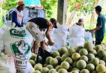 Dari Lahan Desa ke Konsumen, BUMDes Partala Jatuh HST Panen 4 Ton Melon Tiga Varietas