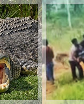 HEROIK! Aksi Nekat Polisi Serang Buaya Besar yang Terkam Seorang Ibu saat Cari Pakan Ternak di Waduk Tarakan