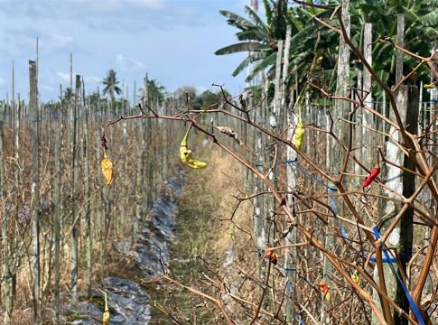 Cuaca Tak Menentu, Petani Cabai di Banjarbaru Keluhkan Gagal Panen