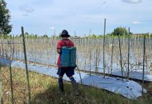 Gagal Panen Cabai, Petani Banjarbaru Mulai Beralih ke Tanaman Tahan Cuaca Ekstrem