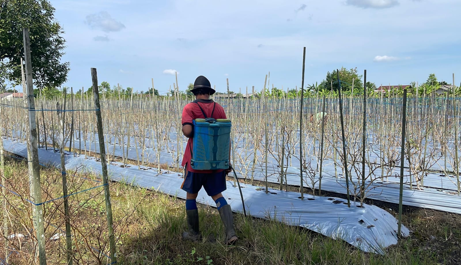 Gagal Panen Cabai, Petani Banjarbaru Mulai Beralih ke Tanaman Tahan Cuaca Ekstrem