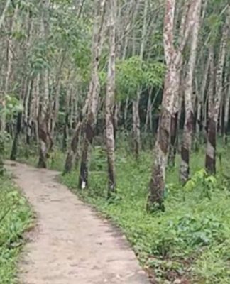 Dinas KP3 Tabalong Rencanakan Peningkatan 18 Titik Jalan Produksi Perkebunan pada 2026