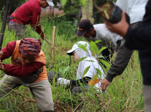 Hijaukan Lingkungan, Dinas Kehutanan Kalsel Tanam 300 Bibit Pohon Bintaro