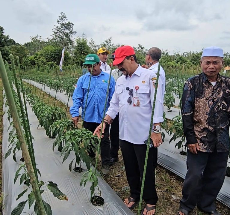 Gerakan Tanam Cabai dan Bawang Merah di Simpang Empat, Dukung Ketahanan Pangan