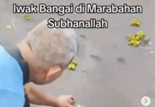 Ikan 'Teler' Masih Terjadi di Sungai Barito, Begini Kata Pakarnya