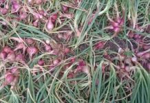 Uji Coba Berbuah Manis, Jariyah Wanita Tani Tabalong Sukses Panen Perdana Bawang Merah Batu Ijo Asal Malang
