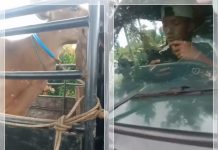 Aksi Pencurian Sapi di Kalsel Gagal Total, Pemilik Lacak Pelaku karena Ternaknya Pakai GPS