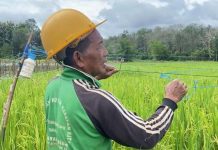 Potret Keteguhan Petani Senja: Di Usia 74 Tahun, Saberi Masih Setia Menjaga Sawah dari Pagi Hingga Petang